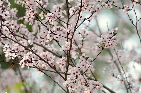 Japanese Cherry Blossom Fragrance