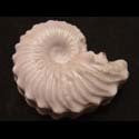 Fossil Shell Soap Mold