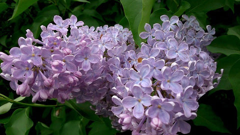 Lilac Fragrance
