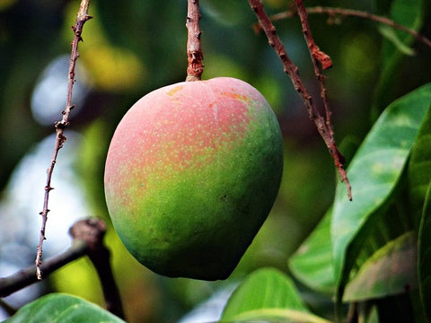 Mango Fragrance