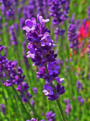 Lavender Flowers Fragrance
